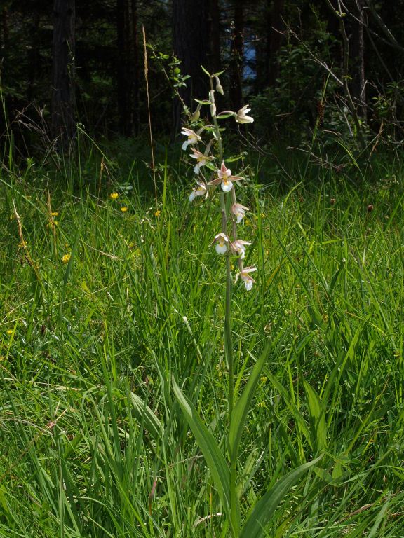 Epipactis palustris